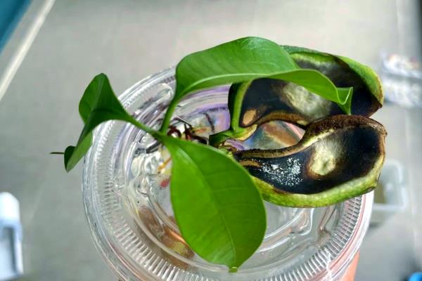 榴莲核的种植方法,浸泡至表面涨破、露出内核后再播种