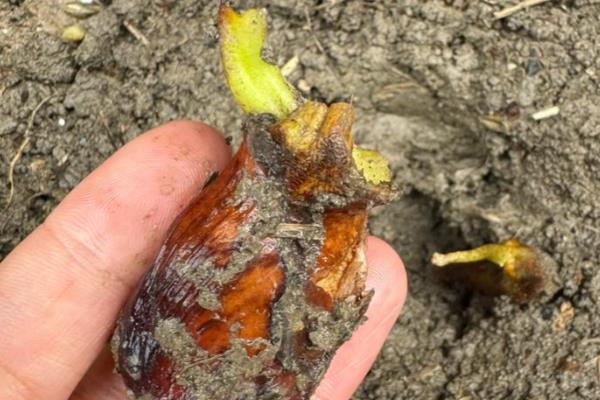 榴莲核的种植方法,浸泡至表面涨破、露出内核后再播种