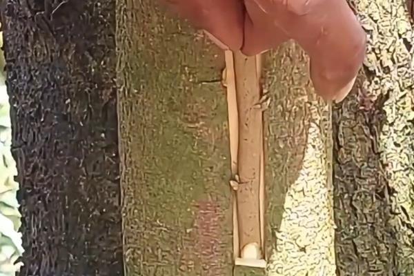 榴莲核的种植方法,浸泡至表面涨破、露出内核后再播种