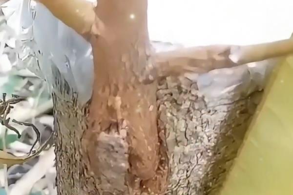 榴莲核的种植方法,浸泡至表面涨破、露出内核后再播种