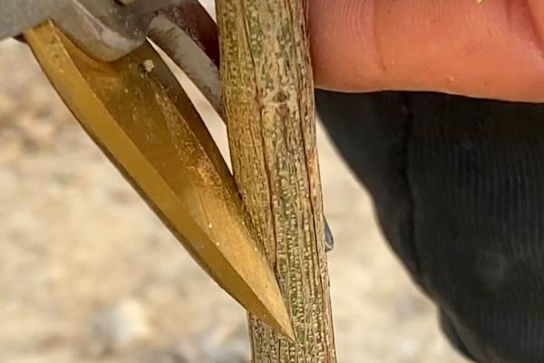 榴莲核的种植方法,浸泡至表面涨破、露出内核后再播种