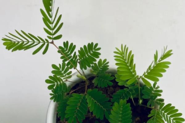 含羞草有没有毒，毒性主要源于含羞草碱