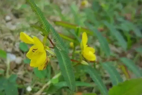 含羞草有没有毒，毒性主要源于含羞草碱