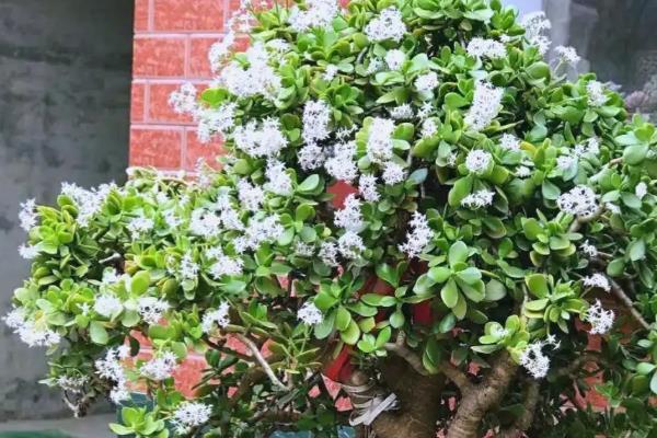 燕子掌如何浇水，不同季节的浇水方法不同