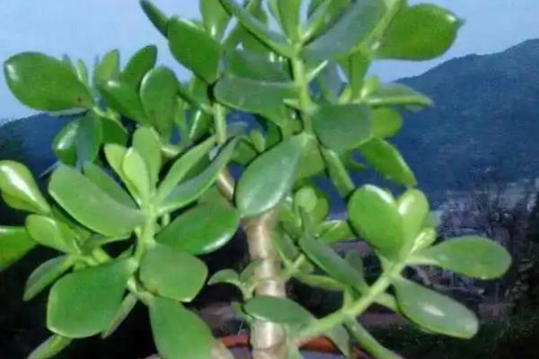 燕子掌如何浇水，不同季节的浇水方法不同