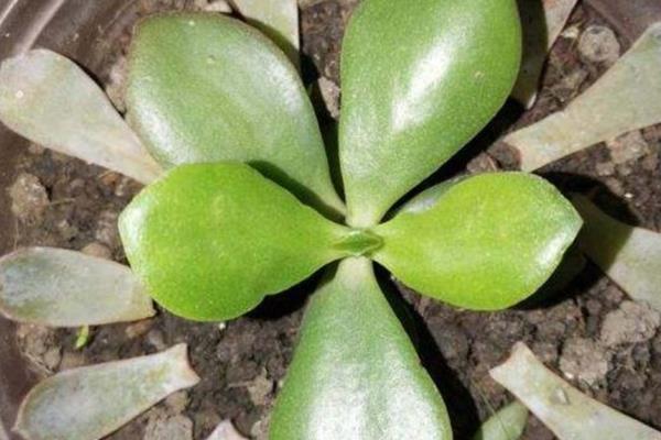 燕子掌如何浇水，不同季节的浇水方法不同