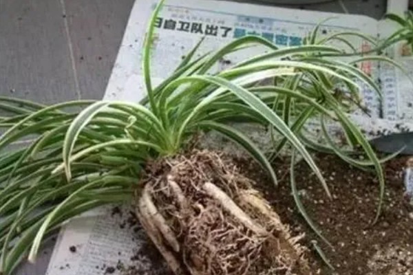 吊兰叶子折断如何处理，需严格控水处理