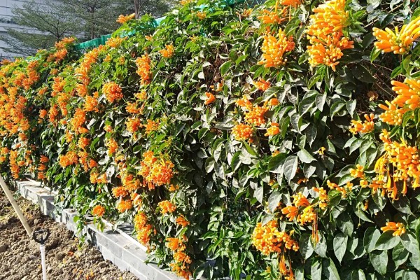 炮仗花怎么养殖，每隔半个月追肥一次