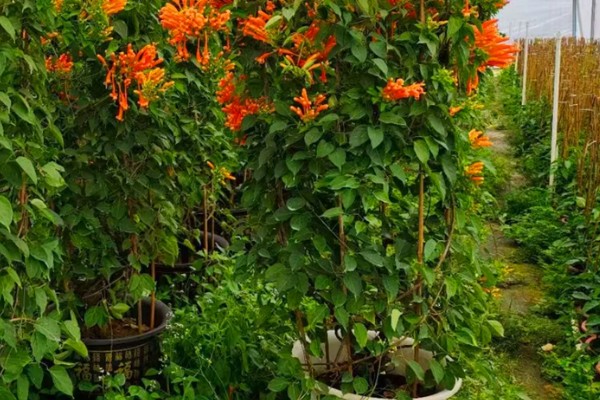 炮仗花怎么养殖，每隔半个月追肥一次