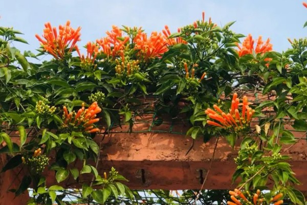 炮仗花怎么养殖，每隔半个月追肥一次