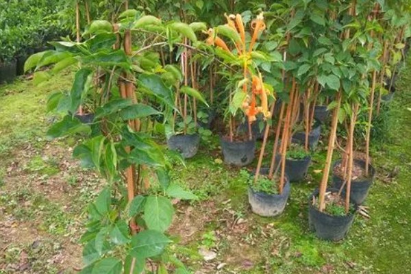 炮仗花怎么养殖，每隔半个月追肥一次