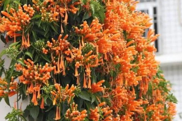 炮仗花怎么养殖，每隔半个月追肥一次