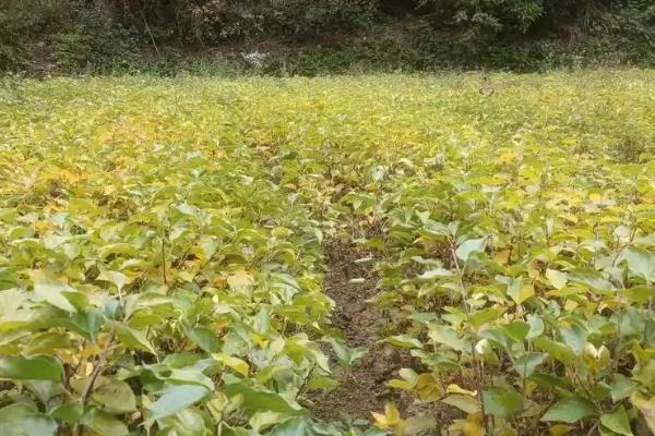 种植杨桃的方法,把株行距保持在4×4米或4×5米