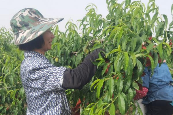 种植杨桃的方法,把株行距保持在4×4米或4×5米