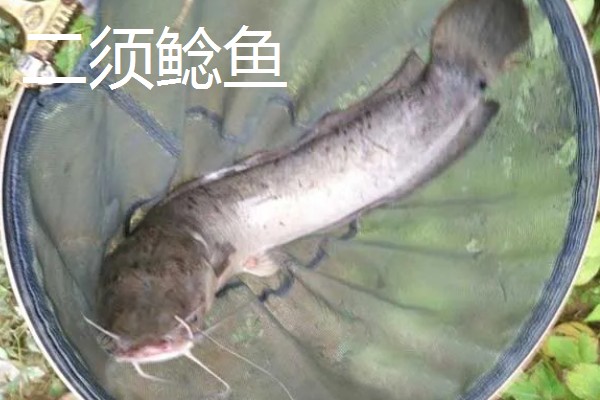 不能吃几根胡子的鲶鱼，没有固定的答案