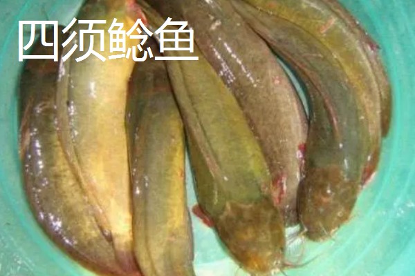 不能吃几根胡子的鲶鱼，没有固定的答案