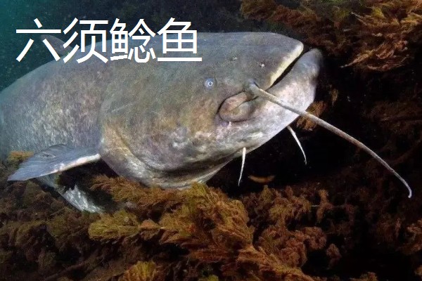 不能吃几根胡子的鲶鱼，没有固定的答案