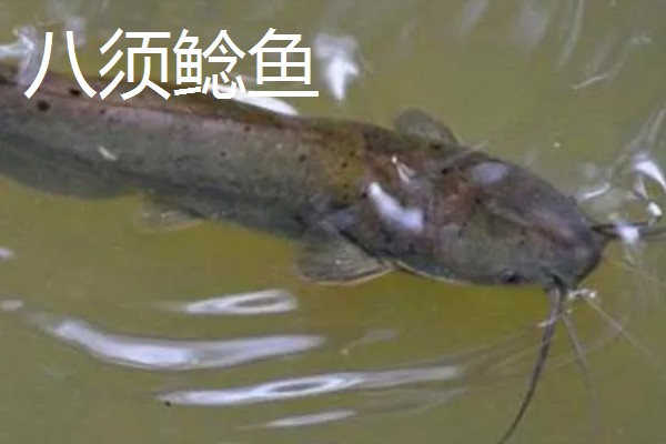 不能吃几根胡子的鲶鱼，没有固定的答案