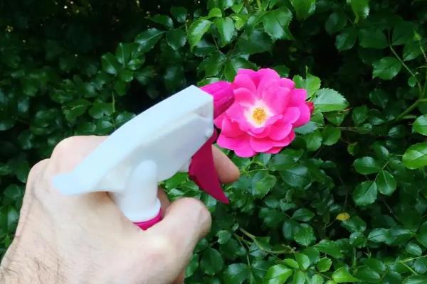 芙蓉花如何养殖，要薄肥勤施