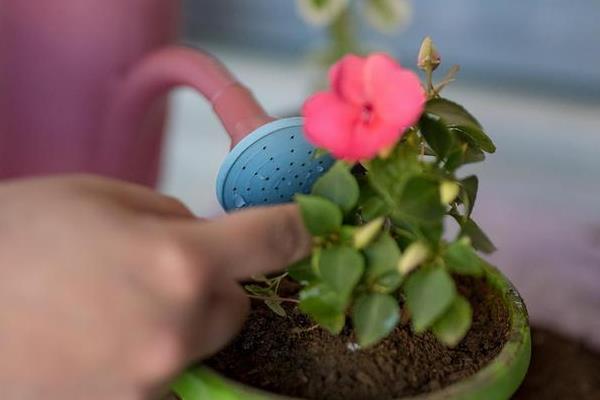 芙蓉花如何养殖，要薄肥勤施