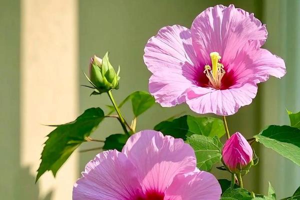 芙蓉花如何养殖，要薄肥勤施