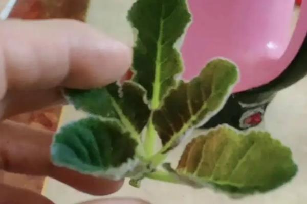 芙蓉花如何养殖，要薄肥勤施