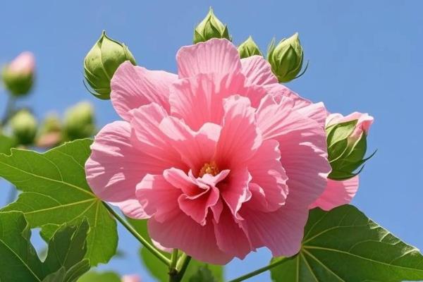 芙蓉花如何养殖，要薄肥勤施