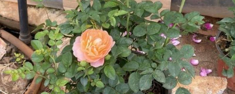 玫瑰花的花期多长，从开放到凋谢只有半个月