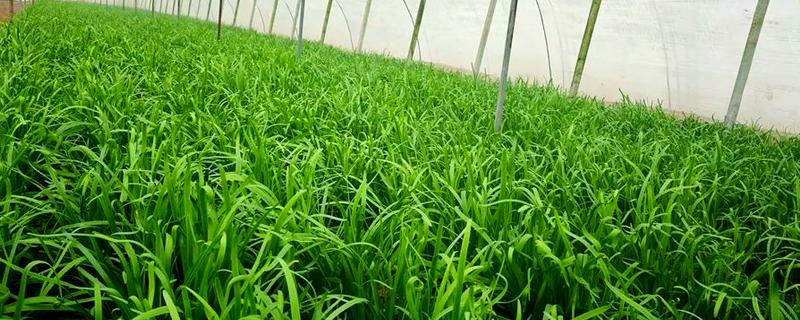 韭菜怎么施肥，长出新叶后亩施7.5-10公斤尿素
