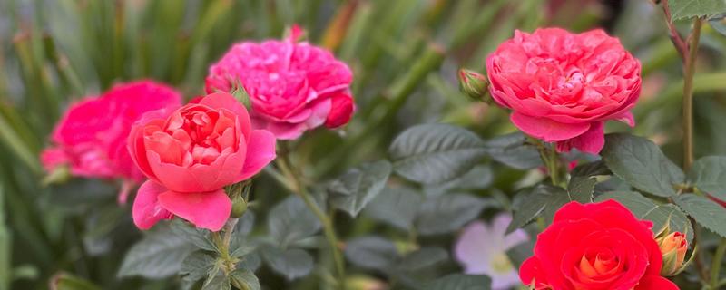 月季花的花期，一般是5-11月份