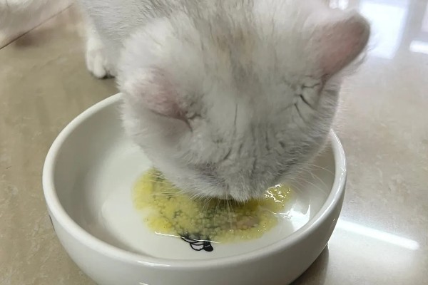 猫咪肠胃炎怎么治疗,有呕吐症状可以饲喂普西丁