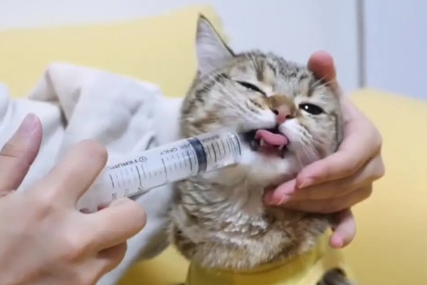 猫咪肠胃炎怎么治疗,有呕吐症状可以饲喂普西丁