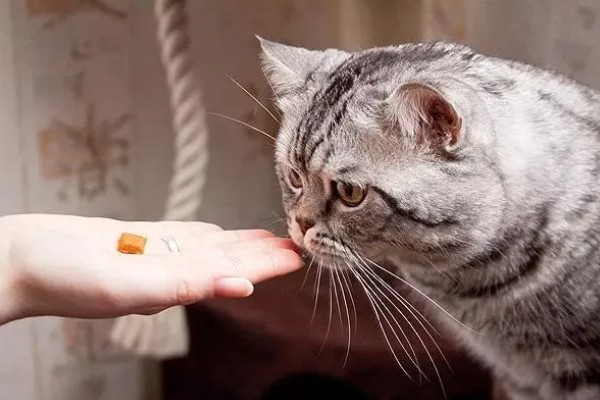 猫咪肠胃炎怎么治疗,有呕吐症状可以饲喂普西丁