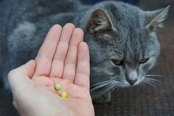 猫咪肠胃炎怎么治疗,有呕吐症状可以饲喂普西丁