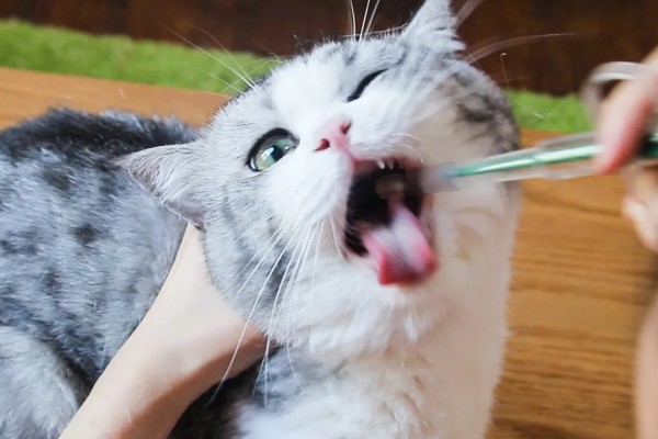 猫咪肠胃炎怎么治疗,有呕吐症状可以饲喂普西丁