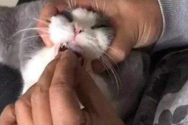 猫咪肠胃炎怎么治疗,有呕吐症状可以饲喂普西丁