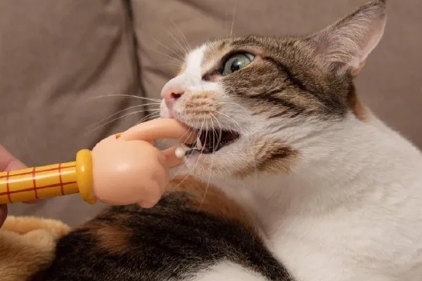 猫咪肠胃炎怎么治疗,有呕吐症状可以饲喂普西丁