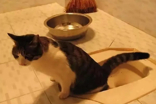 猫咪肠胃炎怎么治疗,有呕吐症状可以饲喂普西丁
