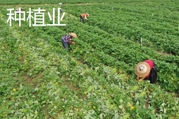 原始农业介绍，耕作方式原始粗放