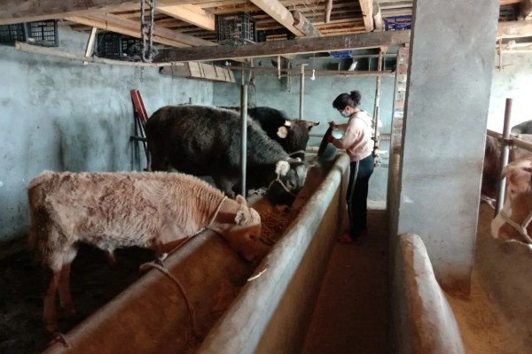 肉牛如何高效养殖,牛生长适宜温度为10-25℃