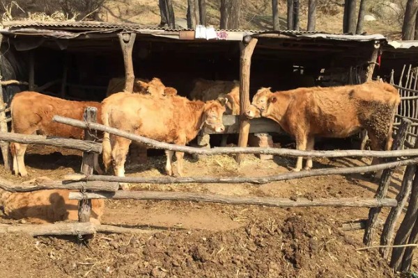 肉牛如何高效养殖,牛生长适宜温度为10-25℃