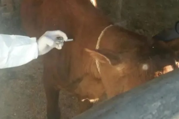 肉牛如何高效养殖,牛生长适宜温度为10-25℃