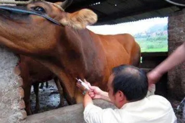 肉牛如何高效养殖,牛生长适宜温度为10-25℃