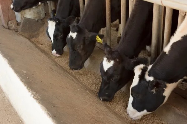 肉牛如何高效养殖,牛生长适宜温度为10-25℃