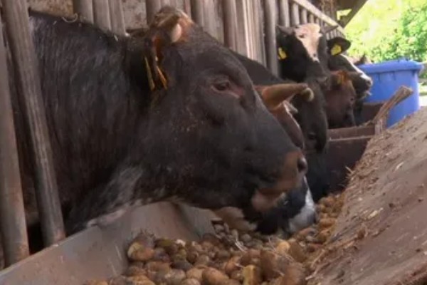 肉牛如何高效养殖,牛生长适宜温度为10-25℃