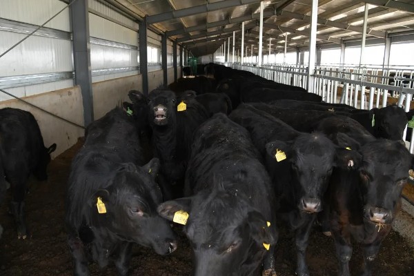 肉牛如何高效养殖,牛生长适宜温度为10-25℃