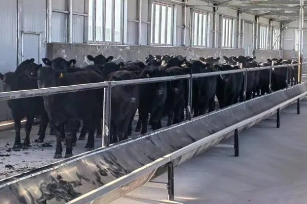 肉牛如何高效养殖,牛生长适宜温度为10-25℃