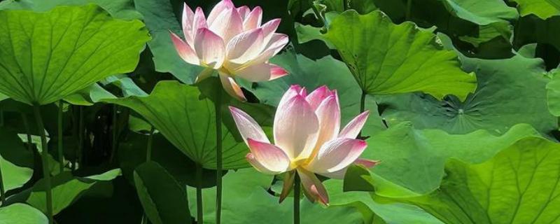 荷花有什么特点，花朵长在花梗顶端