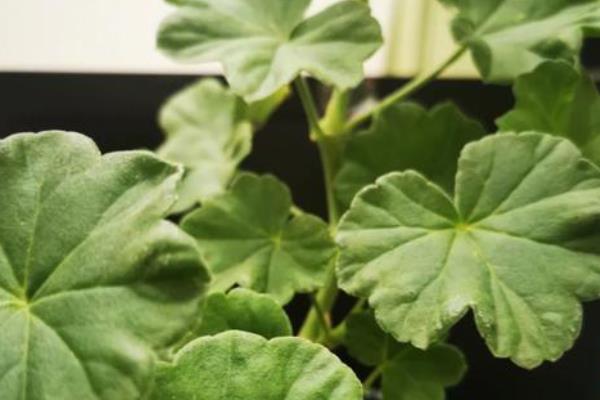 天竺葵叶子越养越小的原因，可能是光照不足所致