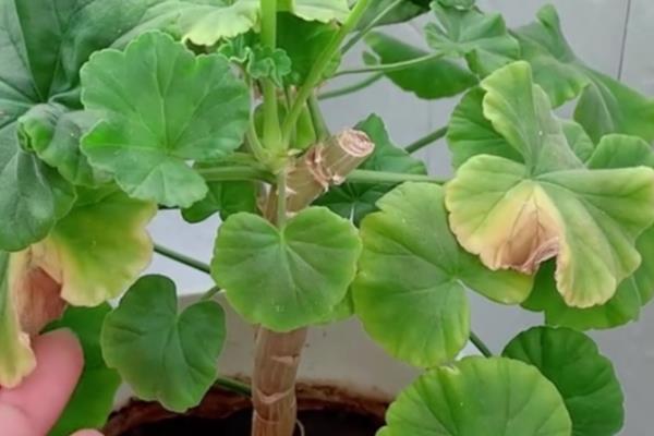 天竺葵叶子越养越小的原因，可能是光照不足所致